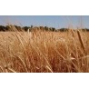 Macina cereali per farina di grano - mais - riso