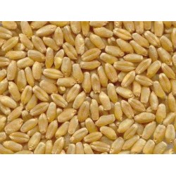 Mulini Professionali con Buratto, Mulini a pietra per cereali-Prezziconvenienza