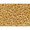 Mulini Professionali con Buratto, Mulini a pietra per cereali-Prezziconvenienza