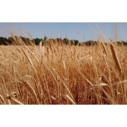 Mulini Professionali con Buratto, Mulini a pietra per cereali-Prezziconvenienza